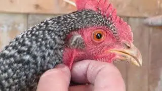 Chicken Ears