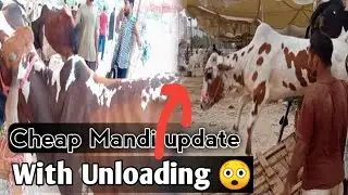 #mandi update|| Sasti mandi update|#unloadingcow | Hamza innocent vlog|#heavybull