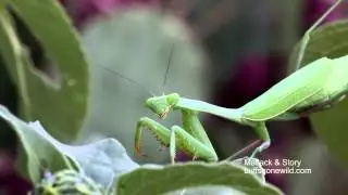 Texas Wild: Will Trade Nutritious Brain for Sex.