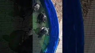 Turtles BASKING in the Sun on Top of Each Other (Funny) #shorts #subscribe #fyp