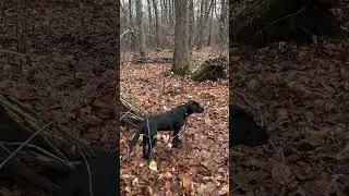 Shooting photo dans les bois avec le Leica M10p et la plus belle mannequin #labradorretriever