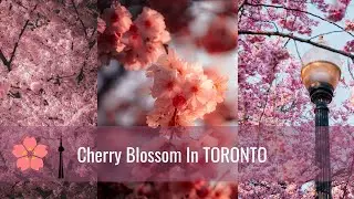 BEST places to see Cherry Blossoms in Toronto