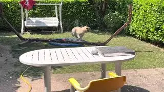 Otello funny Labrador loves water