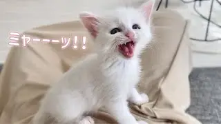 子猫が大声で何かを必死に訴えてきます…