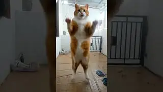 Kucing Raksasa #shorts