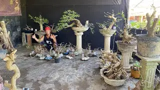 SIKAT HABIS TANGGAL TUA MAKIN GILA HARGA NYA😱😱😱😱 MINAT WA 085150612663
