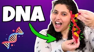 This DNA is made of candy! | DNA facts for kids 🧬