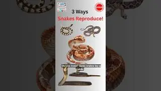 Snakes Lay Eggs AND Give Birth? Nature&rsquo;s Reptile Mystery!