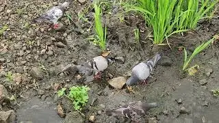 Pigeon Foodie Tour-Hwajeong stream #KoreaDocu #KoreanDocumentary