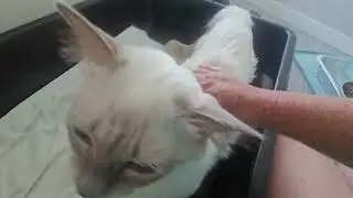 Provenance Cats birth announcement. Lilac Point Balinese