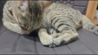 Cute cat 😺