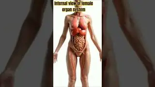 Realistic Human Anatomy Visualization human body internal view    | 3D Organs| #science  #shorts