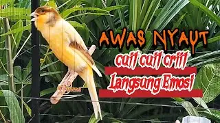KENARI PAUD GACOR CUIT CUIT MENCARI LAWAN BIKIN EMOSI |88| COCOK BUAT PANCINGAN KENARI BELAJAR BUNYI
