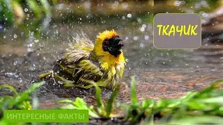 ТКАЧИК🐦/Животные life/Птицы/Животные/Интересные факты