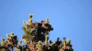 Clark's Nutcracker Tree
