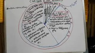CELL CYCLE#INTERPHASE IN DETAILS @CLASSXI
