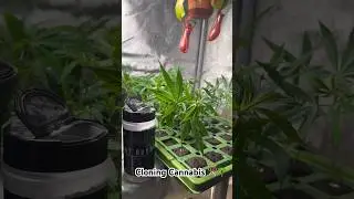 Cloning Cannabis ✂️ Quick & Easy 🌴 Green Rush Nutrients 🏔️Root Rush, Rooters, FloraFlex Trays 💚