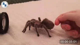 Tarantula Walk Cycle, Different Angles, Spider Walking ~ Animation References