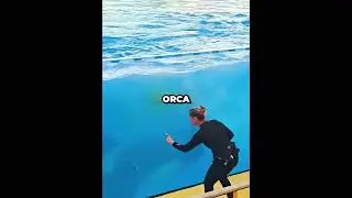 Der schlauste Orca &uuml;berrascht alle Zuschauer! 🥹🐟 #shorts