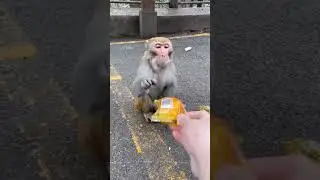 Super cute and funny monkey 2021 #shorts #cute #funny #monkey