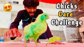 Phr Se Chicks Le Lye 😍 | Chicks Care Challenge 🥰 | Pets Vlog 💖