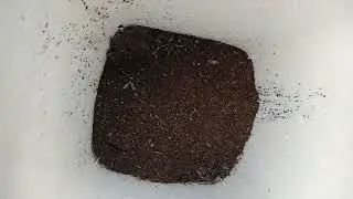 সবেদা চারা রোপন করলাম/ক্রিকেট বল সবেদা/কালাপতি সবেদা#gardening #gardenplants #fruit