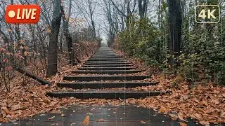 4K Light Autumn Rain Live for Fast Sleep: Relaxing Rain Sounds & Ambience