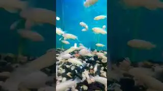 more some cute fishesh