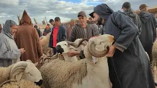 مباشرة من سوق حد البروج إقليم سطات مع اتمنة الخروف ،الخروفة والحولي خيرات تبارك الله