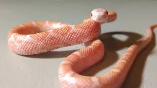 What does a baby Albino Rat Snake look like?