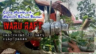 Teknik membuat, memilih bahan bonsai waru raft
