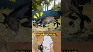 3 вещи, которые могут означать, когда ваша лошадь постоянно катается по полу #советыповерхности #...