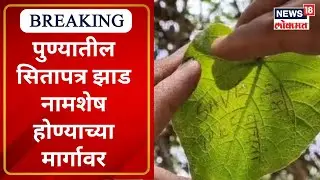 Rare Tree Sitapatra | दुर्मिळ सीता पत्र झाडाचं जतन होणं गरजेचं | Marathi News | News18