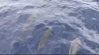 St. Lucia - Whale & Dolphin Watching