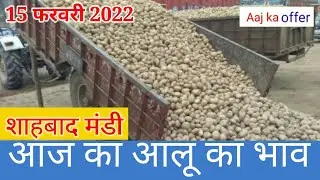 आज का आलू का भाव शाहबाद आलू मंडी/potato price today in Shahabad mandi bhav