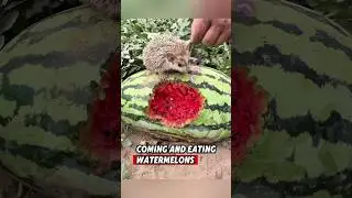 The kind farmer saved a helpless hedgehog, and then this happened... #rescue #hedgehog