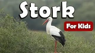 Storks Bird for Kids | Learn About Birds for Kids | Learn about Stork for Kids