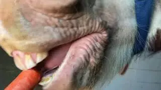 Horse*CRUNCHING* So satisfying/The Twisted Beanstalk