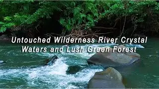 Untouched Wilderness River Crystal Waters and Lush Green Forest