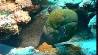 Gro&szlig;augenbarsch, Muraene, Fledermausfisch in einer Putzsymbiose