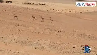 شفت الغزلان فگرارة
