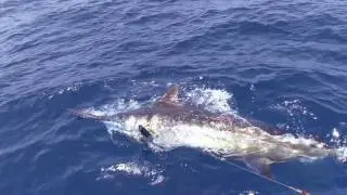 Marlin fishing Cape Verde 2017