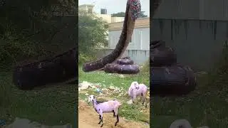 Anaconda snake hunting goat | karpaga's channel