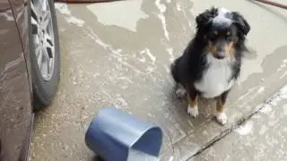 Best Dog Drying Towel