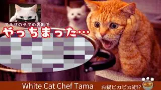 【タマのごはん処】やっちまった！腹ペコ子猫が絶望…マルサのタマはお仕事中…救出なるか！