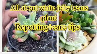 How to grow care white jelly bean plant .Care tips for repotting of white jelly bean plant 