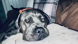 Cane corso is very sorry for bad behaviour😳