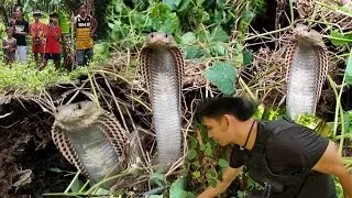 ANG MGA MABABANGIS NA COBRA SA FARM