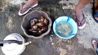EASY WAY TO REMOVE A SNAIL FROM ITS SHELL
