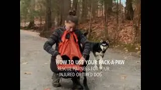 How to carry your injured dog out of the trail, off a mountain with the Pack-A-Paw rescue harness